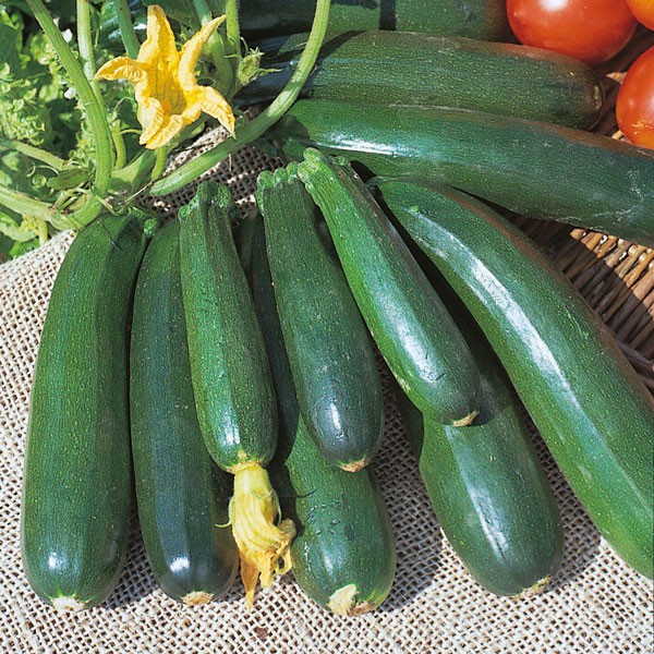 Tromboncino, Zucchini, kletternd