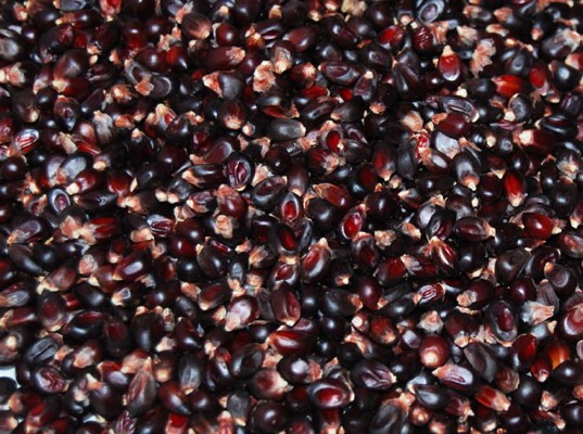 Dakota Black, Popcornmais
