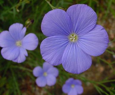 Staudenlein (Linum perenne)