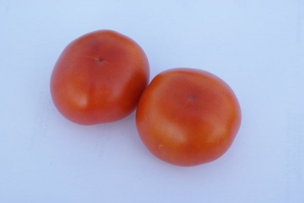 Pionier (Lagertomate)