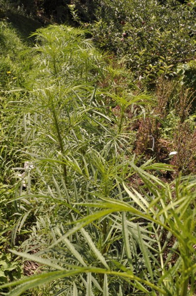 Baumtagetes (Tagetes minuta)