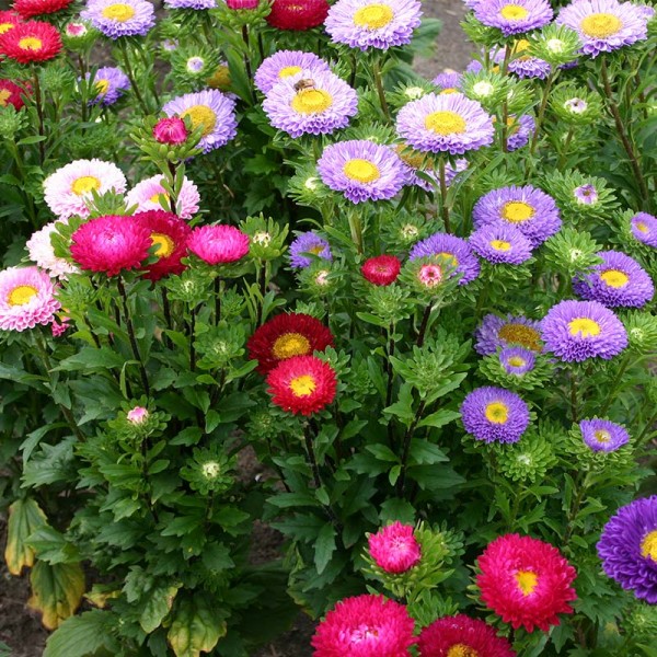 Sommeraster Matsumoto-Mix &#039;Callistephus chinensis&#039;-Angebot