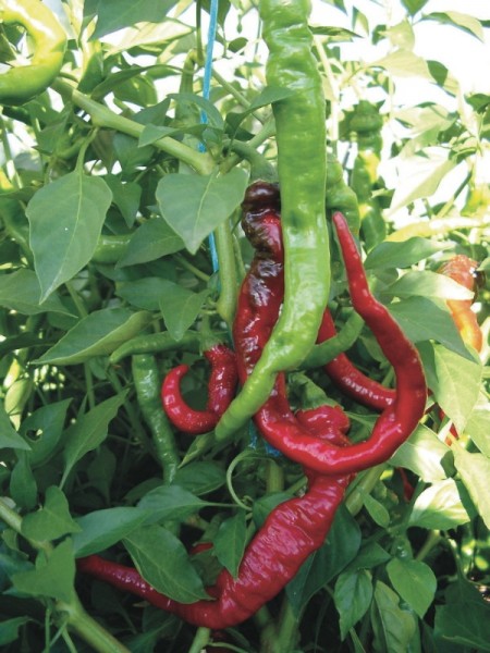 Cayenne, rot