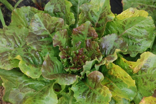 Brune de Gascogne Winterkopfsalat