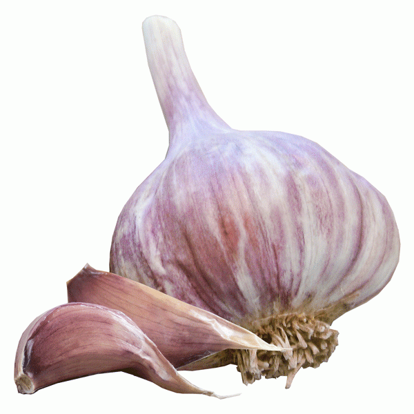 Knoblauch Provence