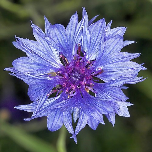 Kornblume (Centaurea cyanus)