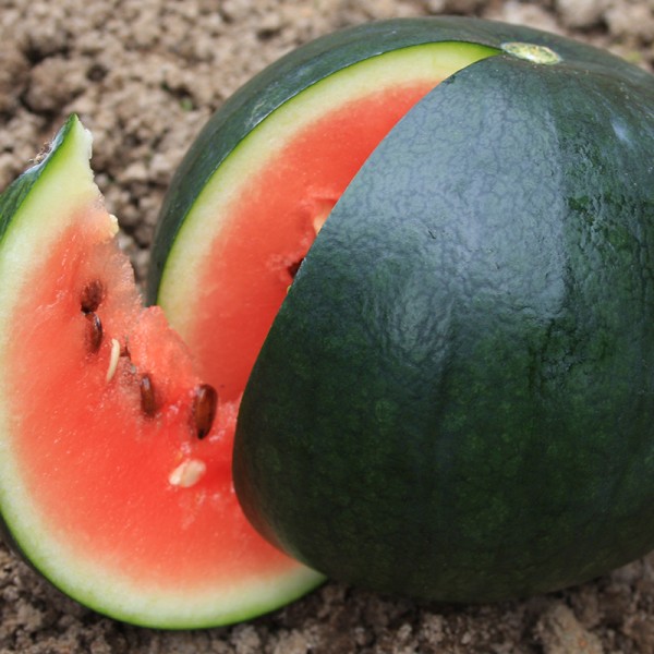 Wassermelone &#039;Sugar Baby&#039;