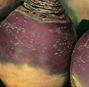 Steckrübe Laurentian