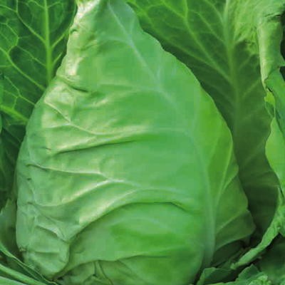 Weißkohl Stierherz (Brassica oleracea)