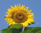 Sonnenblume Mammut