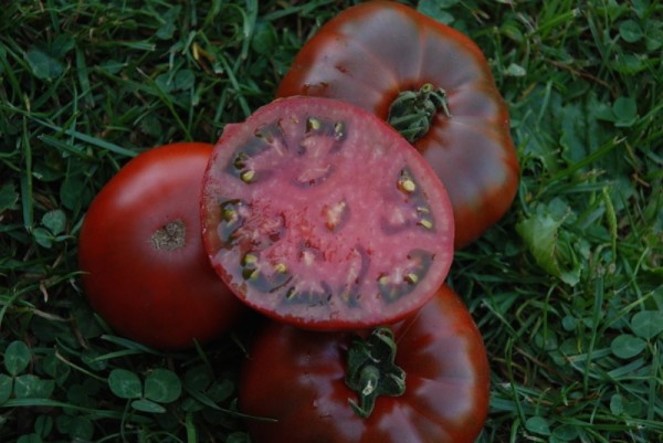 Paul Robeson (Fleischtomate)