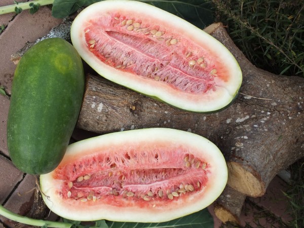 Kleckley´s Charleston Grey, Wassermelone