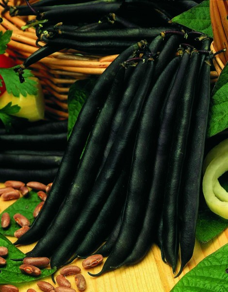 Purple Queen (Filet-Buschbohne)