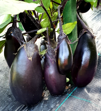 Violette Aubergine "Robin Gud"("Robin Hood")