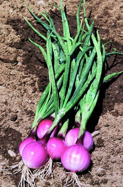 Purplette, (Frühlings-) oder Mini-zwiebel