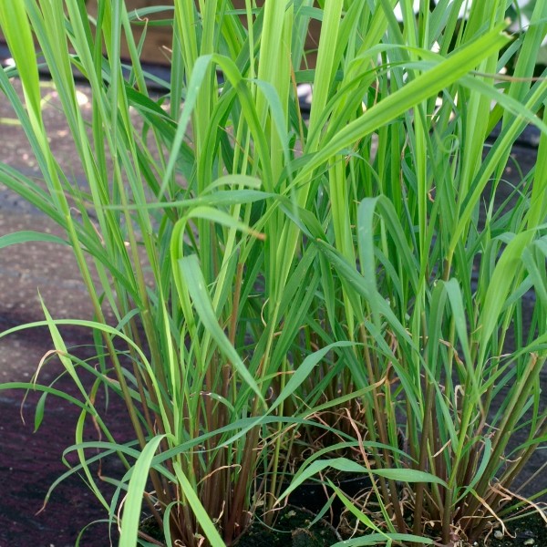 Lemon-Gras East Indian (Cymbopogan flexuosus)