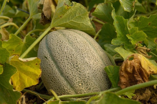 Honigmelone Hales Best Jumbo (Cucumis Melo)