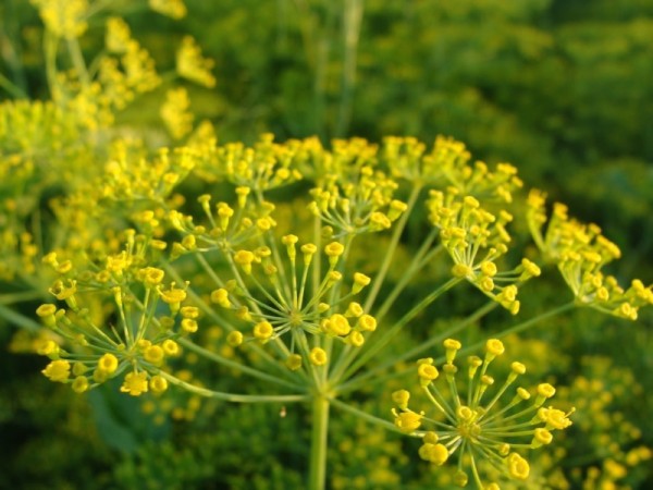 Dill &quot;Dillsame Mammut&quot; (Anethum graevolens)