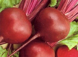 Early Wonder, Rote Bete