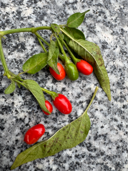 Bolivianischer Wildpaprika
