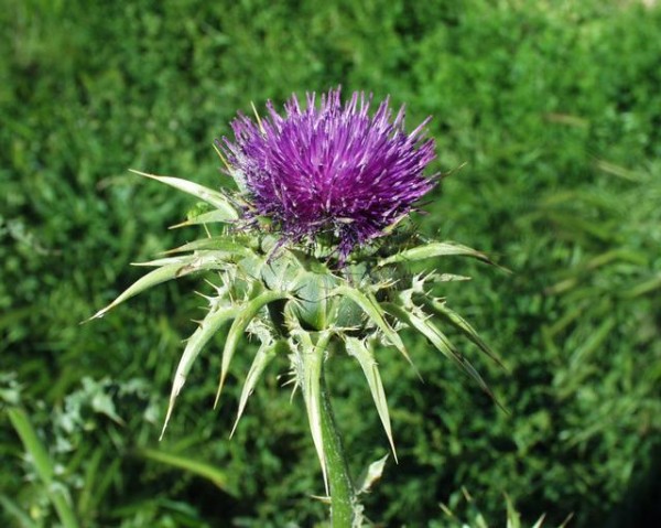 Mariendistel (Sylibum marianum)