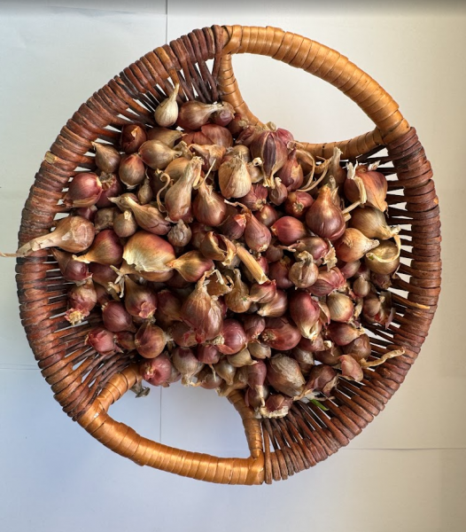 Luft- oder Etagenzwiebel 5 Zwiebeln