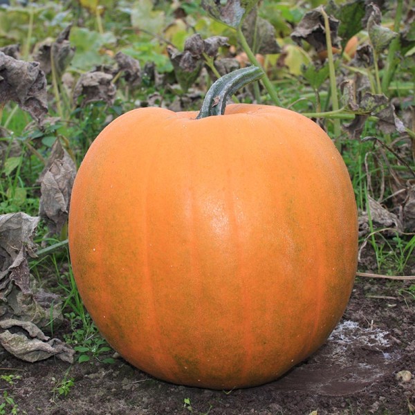 Speisekürbis &#039;Jack ‘O Lantern&#039;