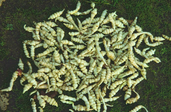 Knollenziest/Crosne (Stachys affinis) 10 Knollen