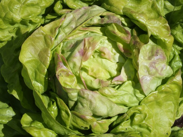 Salat Maikönig