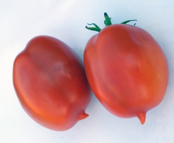 Roi Humbert (Eiertomate, Lagertomate)-15 Korn