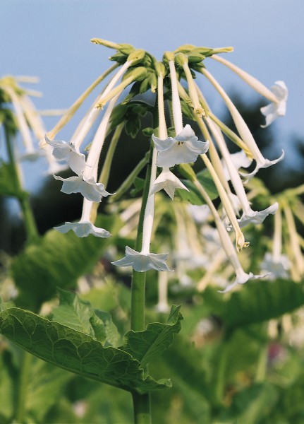 Dufttabak (Nicotiana affinis)