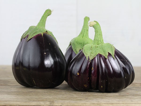 &#039;Black Beauty&#039;, Aubergine