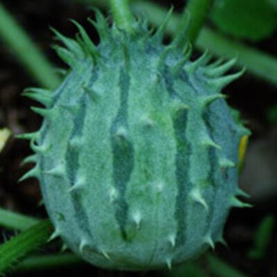 Sambia Kiwano