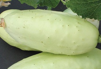Boothby´s Blond, Gurke