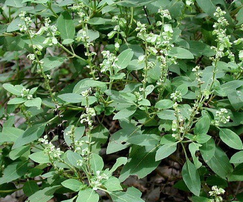 Basilikum Peru (Ocimum campechianum)