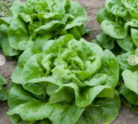 Kopfsalat Buttercrunch