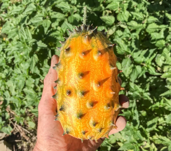 Kiwano Cornu d´Afrique