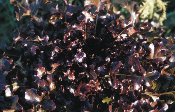 Red Salad Bowl, Eichblattsalat