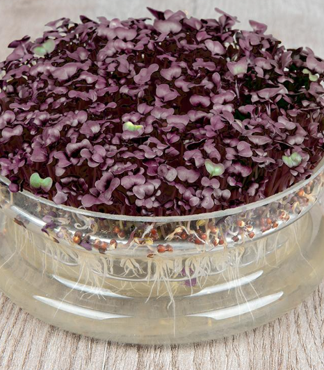 Keimsprossen Radieschen "Sango Purple"