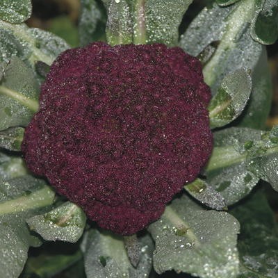 Blumenkohl Purple Cape
