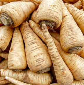 Pastinake "De Guernesey"