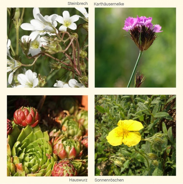 LITHOS Blumen für Steingärten