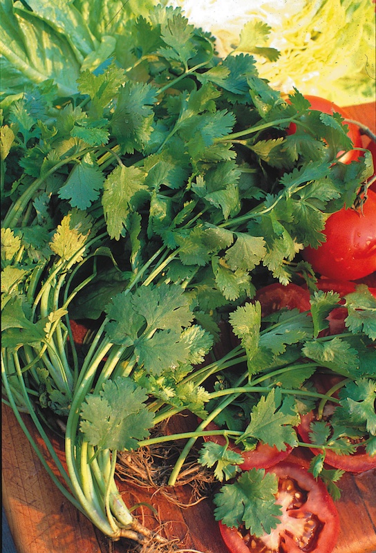 Cilantro