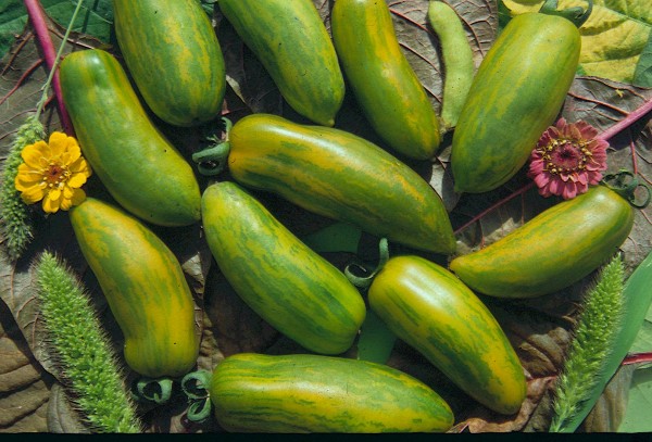 Green Sausage (Grünes Würstchen)