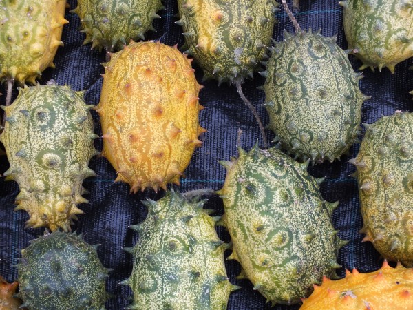 Kiwano