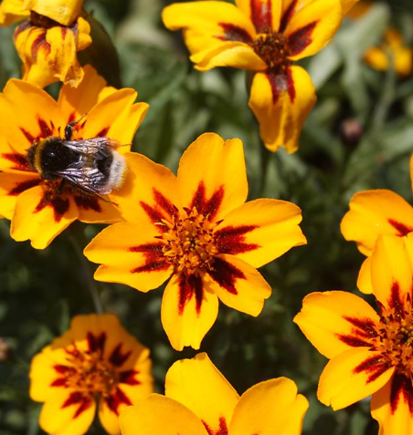 Studentenblume Tagetes patula nana