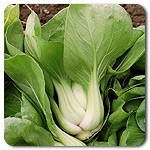 Pak Choi Nain / Pak Choi de Shanghai