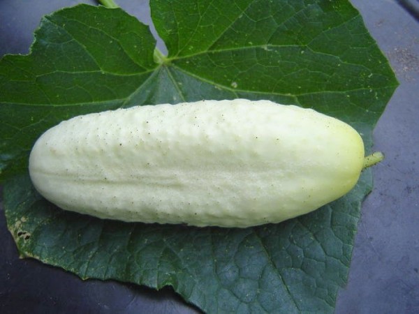 Weiße Gurke "White Wonder"