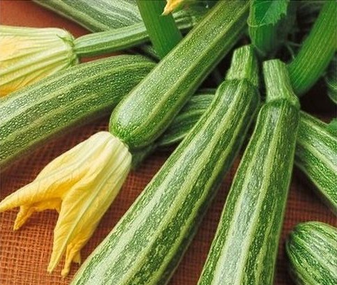 Striato D´italia, Zucchini