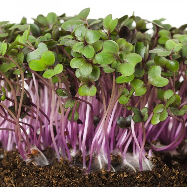 Keimsprossen Rotkohl-Angbot